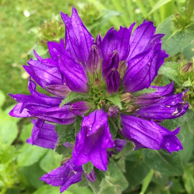 Campanula Glomerata 'Superba' Blue