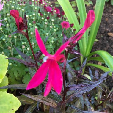 Lobelia x speciosa 'Russian Princess'