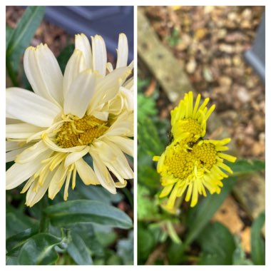 Leucanthemum x superbum 'Real Charmer'