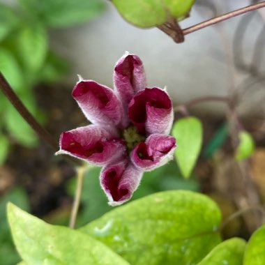 Clematis 'Voluceau'