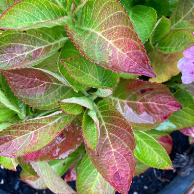 Hydrangea macrophylla 'Altona'