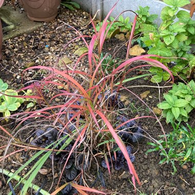 Miscanthus sinensis 'Ghana'