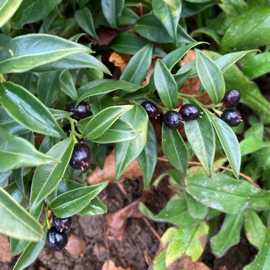 Sarcococca confusa