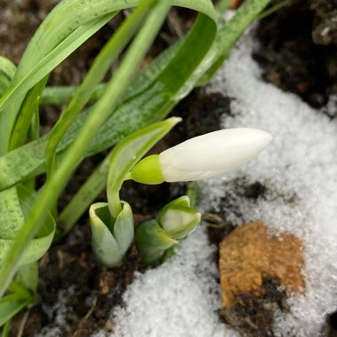 Galanthus nivalis