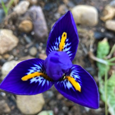 Iris 'Harmony' syn. Iris reticulata 'Harmony'