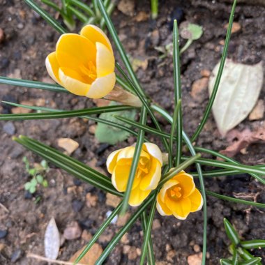 Crocus chrysanthus 'Romance'