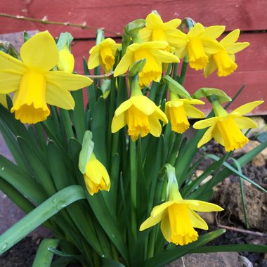 Narcissus 'Tête-à-Tête'