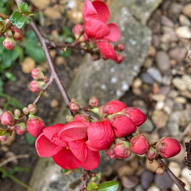 Chaenomeles x superba 'Knap Hill Scarlet'