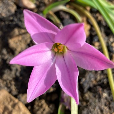 Ipheion uniflorum 'Charlotte Bishop'