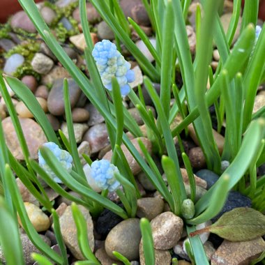 Muscari armeniacum 'Peppermint'