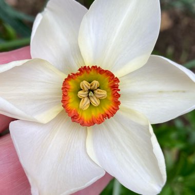 Narcissus 'Actaea'