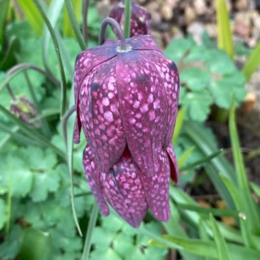 Fritillaria meleagris