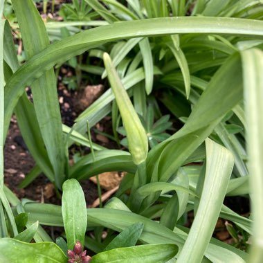 Allium siculum syn. Nectaroscordum siculum, Allium nectaracsardium, Allium bulgaricum