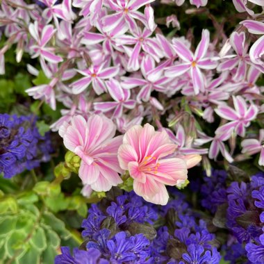 Lewisia Cotyledon