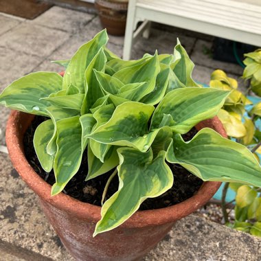 Hosta 'Wide Brim'