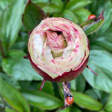 Paeonia lactiflora 'Festiva Maxima'