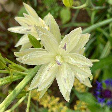 Camassia leichtlinii 'Sacajawea'