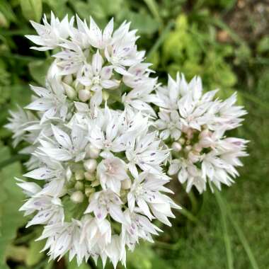 Allium amplectens 'Graceful Beauty'