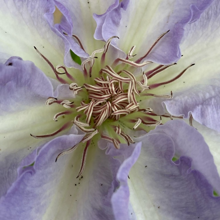 plant image 1498592