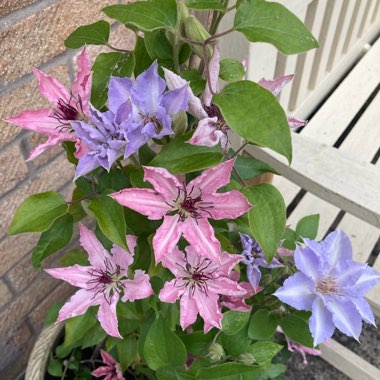 Clematis 'Sarah Elizabeth'™ evipo098