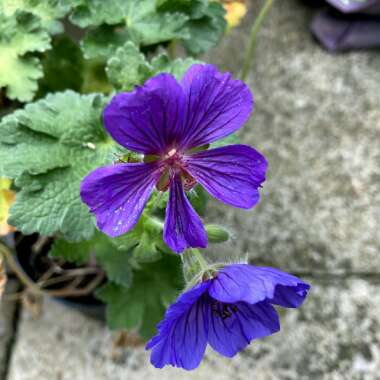 Geranium x magnificum syn. Geranium magnificum