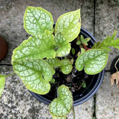 Brunnera macrophylla 'Jack Frost'