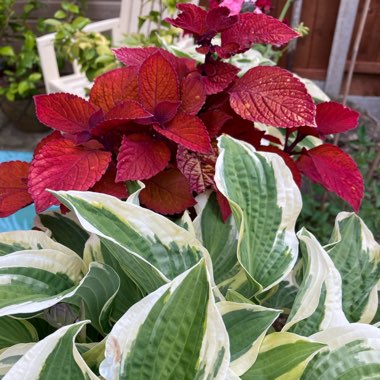 Hosta 'Wide Brim'