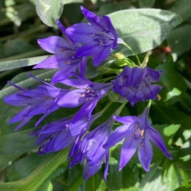 Triteleia 'Queen Fabiola' syn. Brodiaea 'Queen Fabiola'