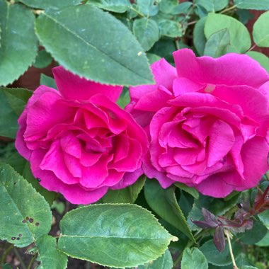 Rosa 'Zephirine Drouhin'