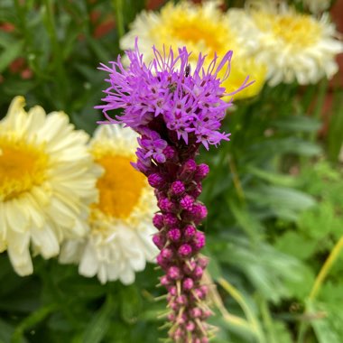 Liatris spicata