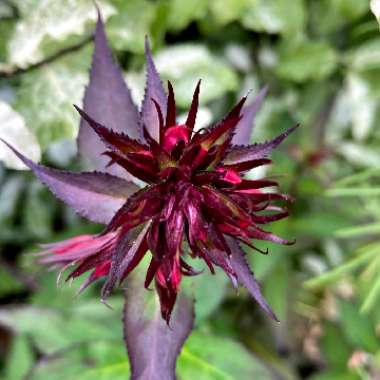 Lobelia cardinalis 'Queen Victoria'