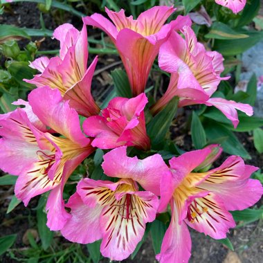 Alstroemeria 'Tesshine' (Inticancha Series) syn. Alstroemeria 'Inticancha Sunshine'