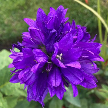 Campanula Glomerata 'Superba' Blue