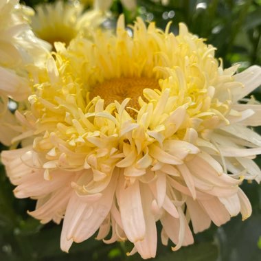 Leucanthemum x superbum 'Real Charmer'