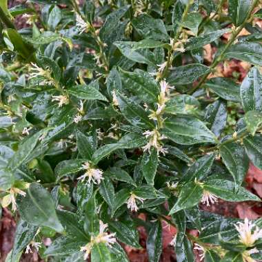 Sarcococca confusa