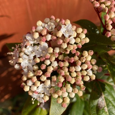 Viburnum tinus 'Anvi' syn. Viburnum tinus 'Spirit'