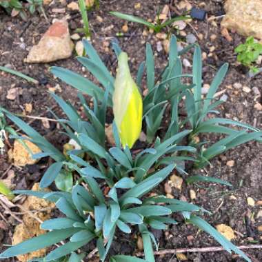 Narcissus 'Rip van Winkle' syn. Narcissus 'Plenus'