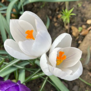 Crocus vernus 'Jeanne d'Arc' syn. Crocus vernus subsp. albiflorus 'Jeanne d'Arc', Crocus x cultorum 'Jeanne d'Arc', Crocus 'Joan of Arc'