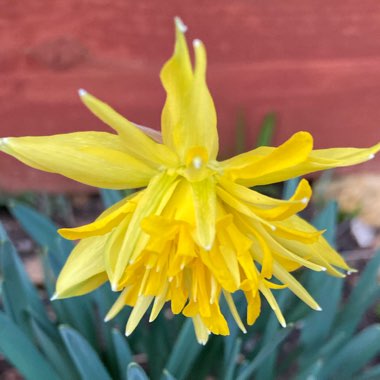 Narcissus 'Rip van Winkle' syn. Narcissus 'Plenus'