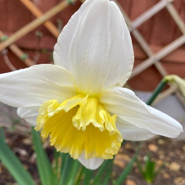 Narcissus 'Ice Follies'