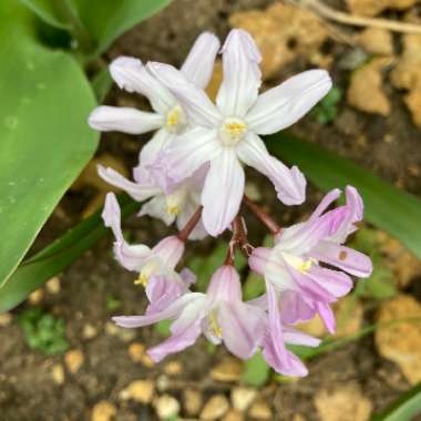 Chionodoxa luciliae (Boiss) syn. Scilla luciliae