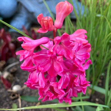 Hyacinthus orientalis 'Jan Bos'