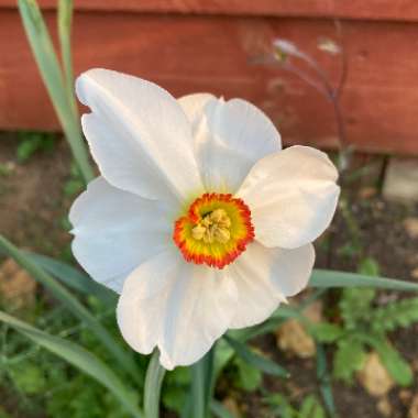 Narcissus 'Actaea'