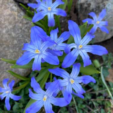 Chionodoxa luciliae (Boiss) syn. Scilla luciliae