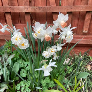 Narcissus 'Bridal Crown'