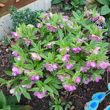 Helleborus x hybridus 'Double Ellen Purple' (Double Ellen Series)