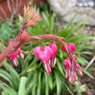 Lamprocapnos spectabilis  syn. Dicentra spectabilis