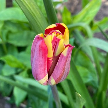 Tulipa 'Grand Perfection'