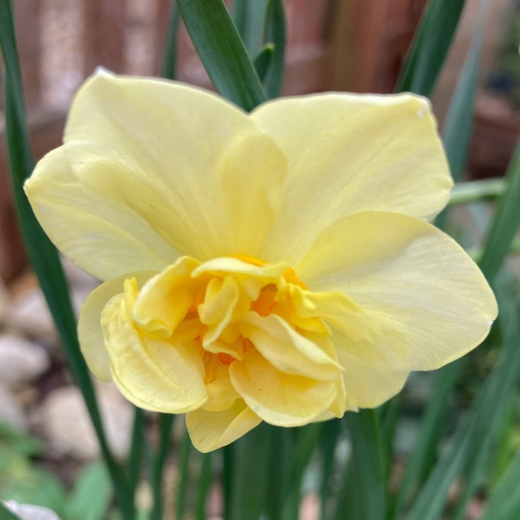 Plant image Narcissus 'Yellow Cheerfulness' syn. Narcissus 'Ruth Fox'