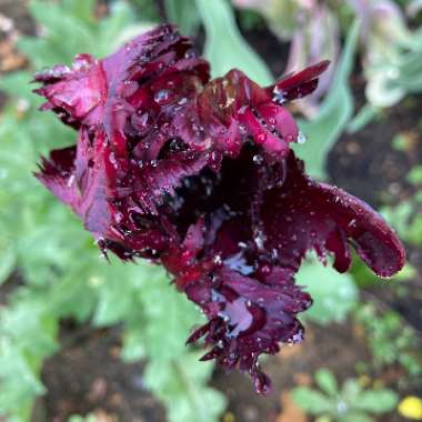 Tulipa 'Black Parrot'